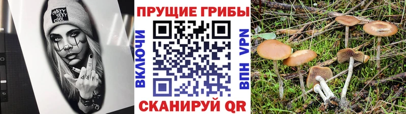 Галлюциногенные грибы GOLDEN TEACHER  Курлово 